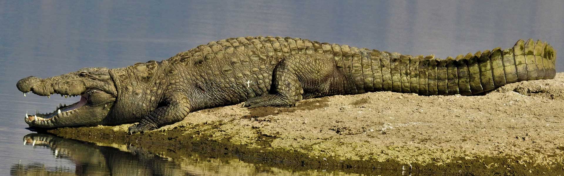 Crocodile Watching at Varawal