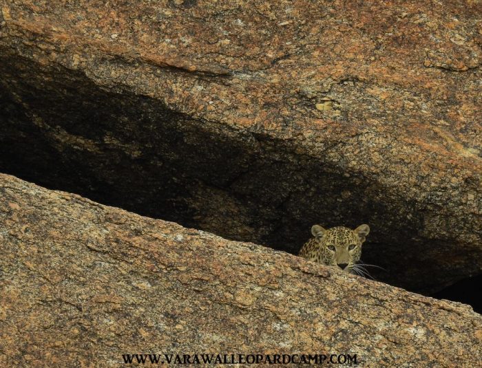 Neelam~ Jawai Leopard