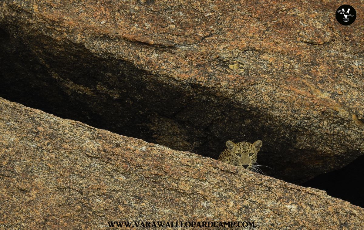 Neelam~ Jawai Leopard