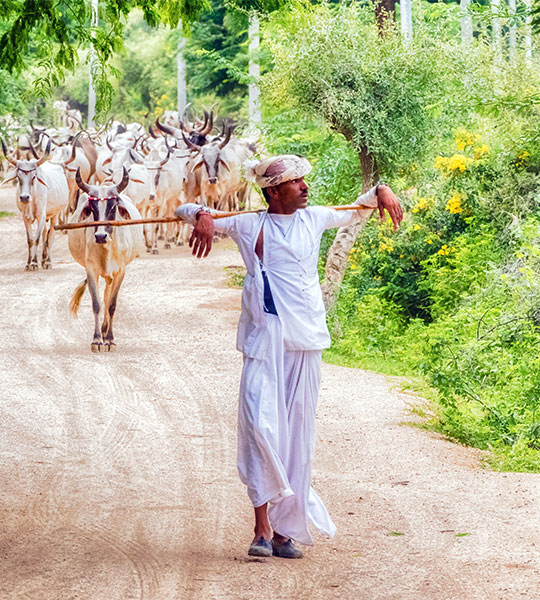 Rabari Man