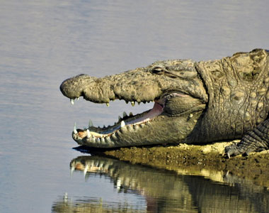 Crocodile