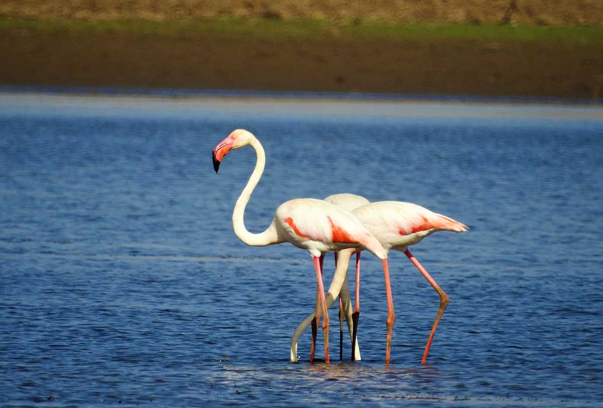 Bird Watching at Jawai Bandh