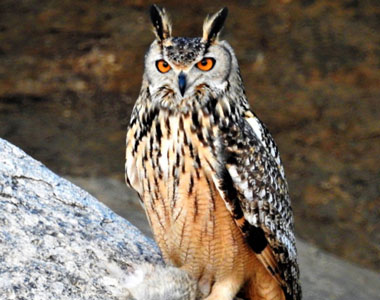 Indian Eagle Owl