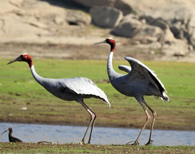 Sarus Crane