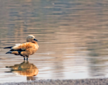 Bar-Headed Geese