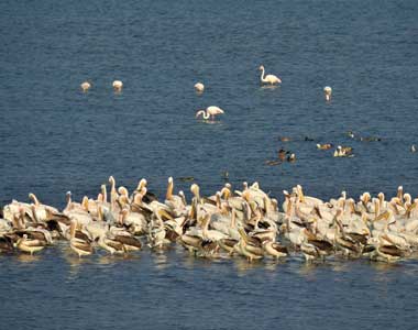 After Breakfast for Birding in Jawai Dam