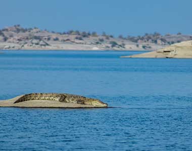 Crocodile Spotting in Jawai Dam