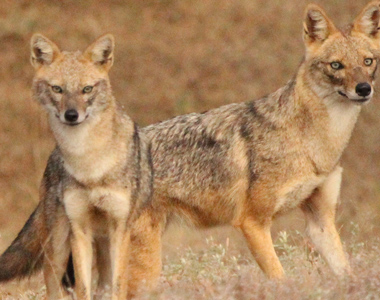 Indian Jackal