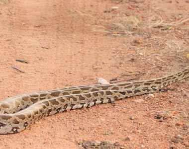 Indian Rock Python