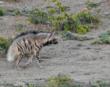 Striped Hyena