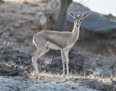 Chinkara