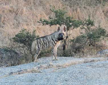 Hyena in Bera