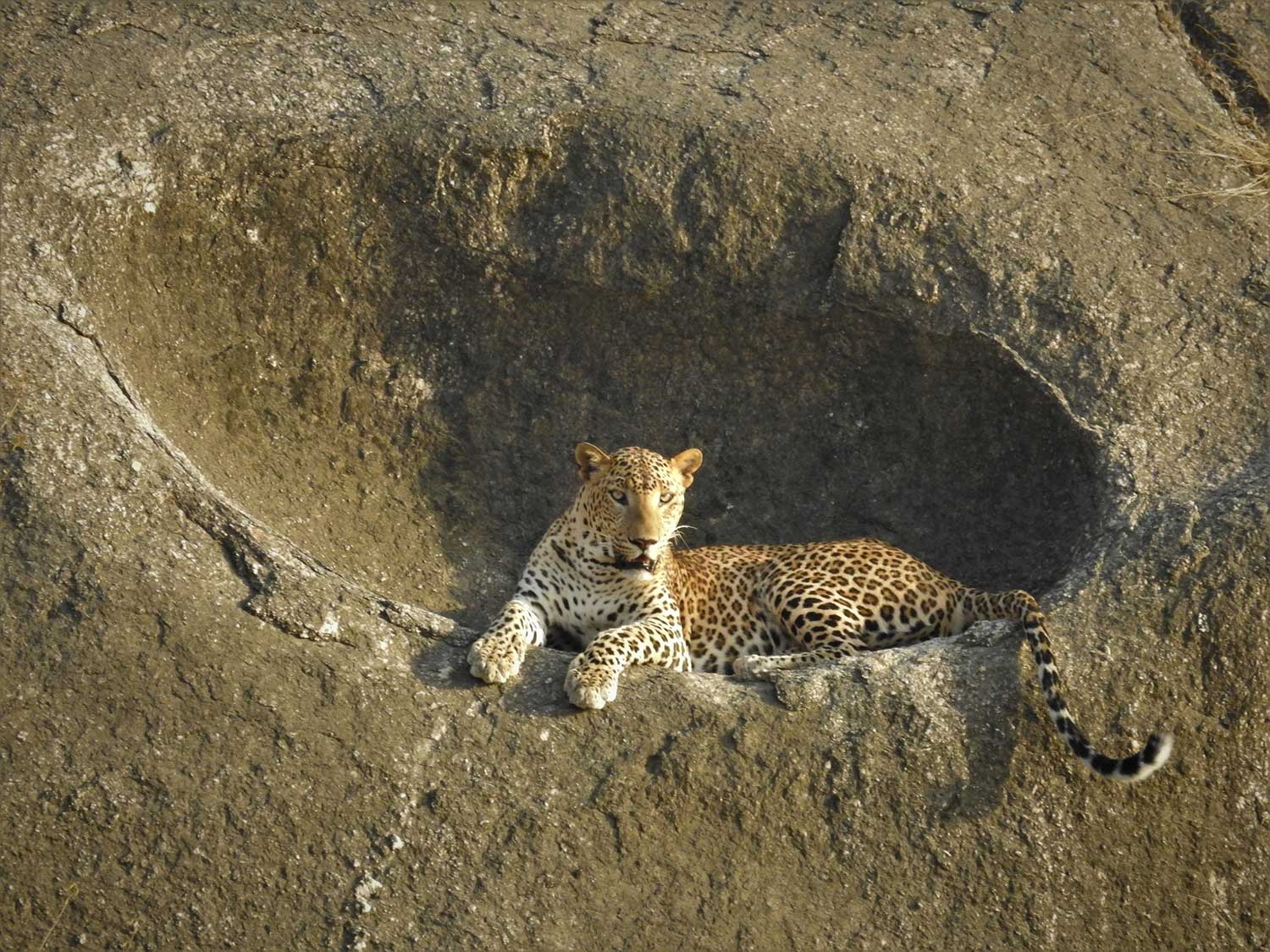 Leopard Safari on the rocks of Varawal Camp