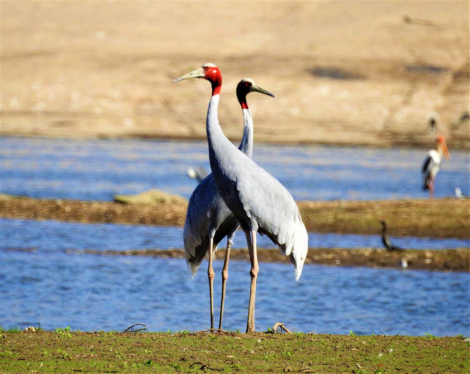 Bird Watching & Crocodile Sightings