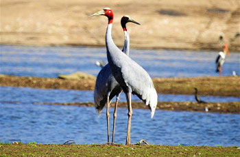 Bird Watching & Crocodile Sightings