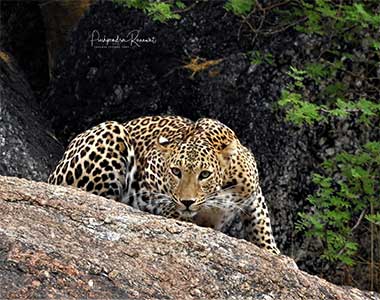 Neelam - Female Leopard
