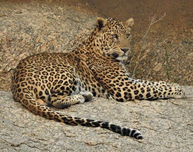 Nagwasi - Male Leopard