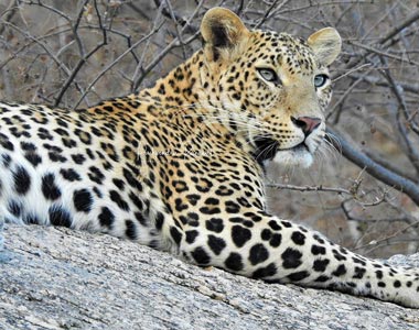 Nagini - Female Leopard