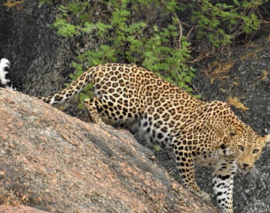 Neelam - Female Leopard