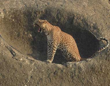 Mowgli - Male Leopard