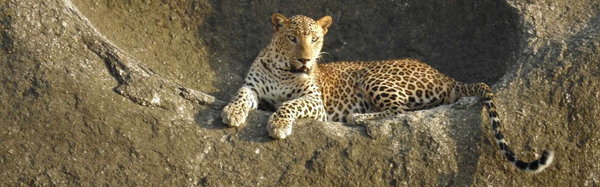Leopard Safari on the rocks of Varawal Camp