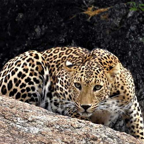 Leopard In Jawai