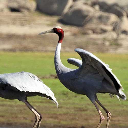 Bird Watching in Bera and Jawai