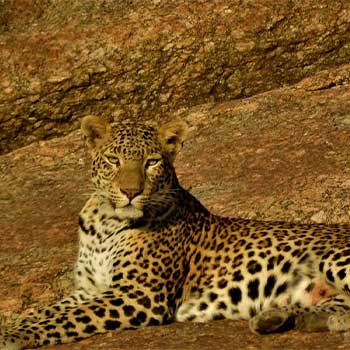 Varawal Leopard and Cub