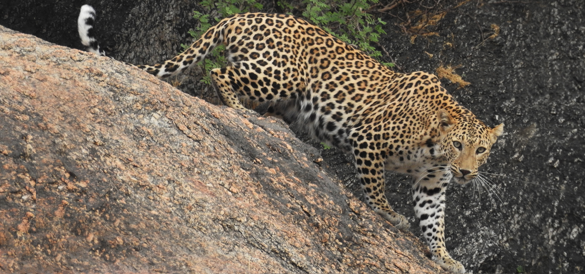 Varawal Leopard Camp Slider 3
